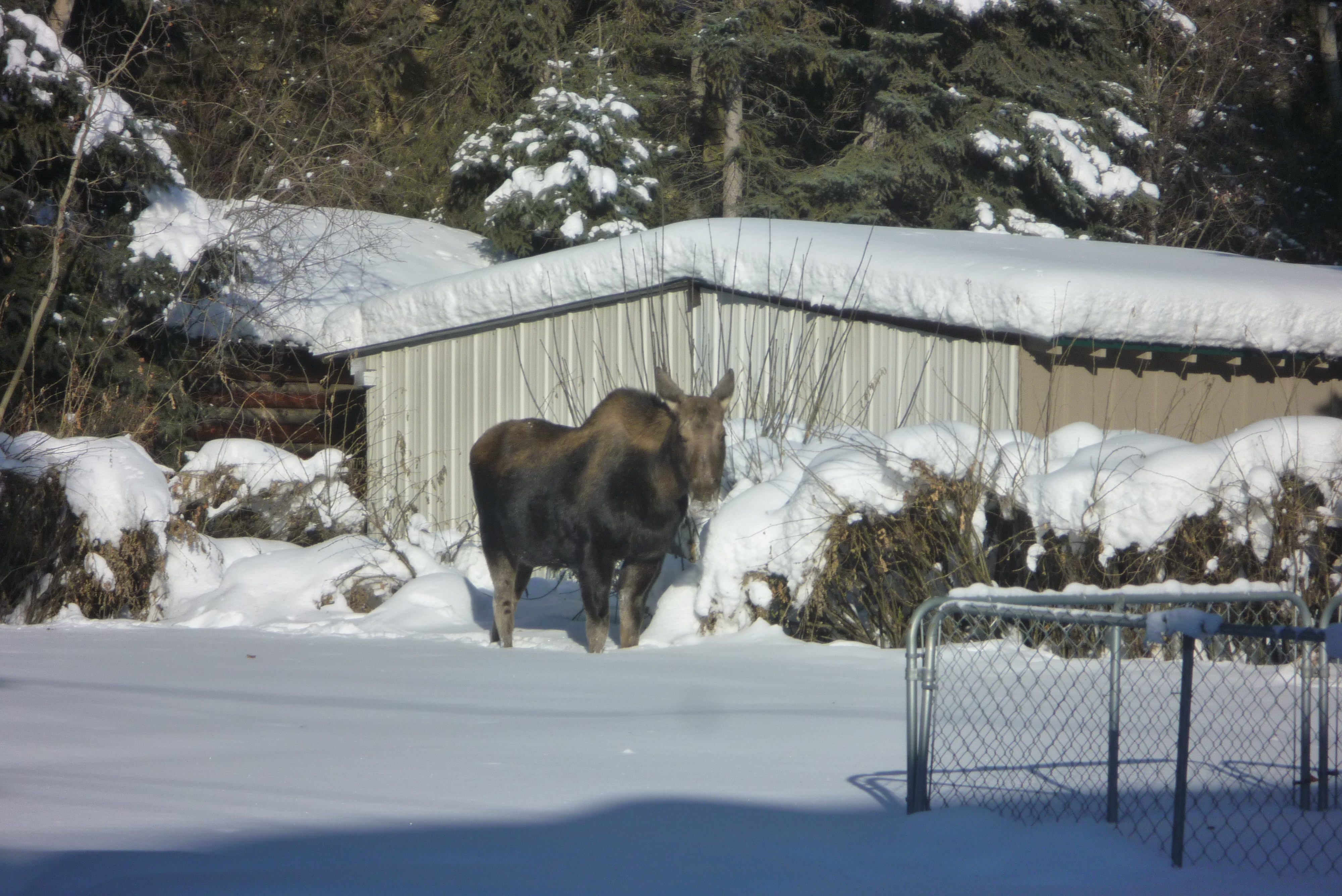 Moose in the area